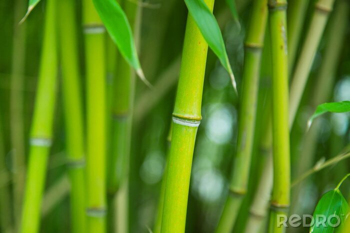 Bild Grüner Bambushain