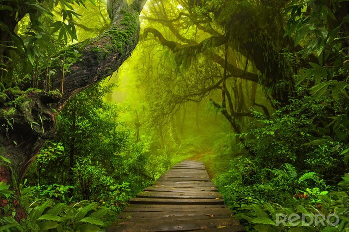 Bild Grüner regenwald