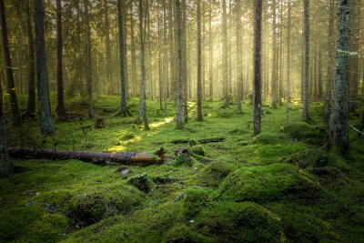 Bild Grüner Wald und Moos