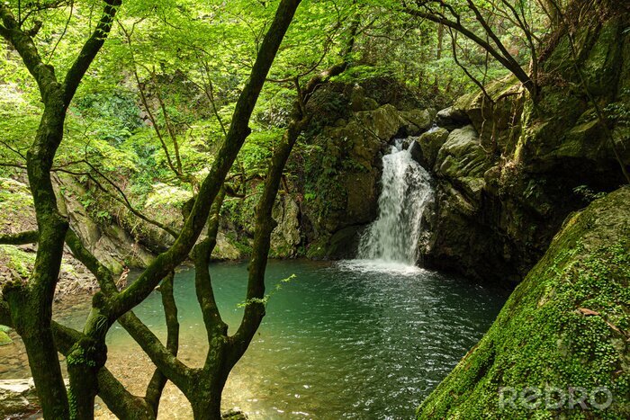 Bild Grüner Wasserfall in Japan