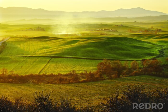 Bild Grünes Feld in der Toskana