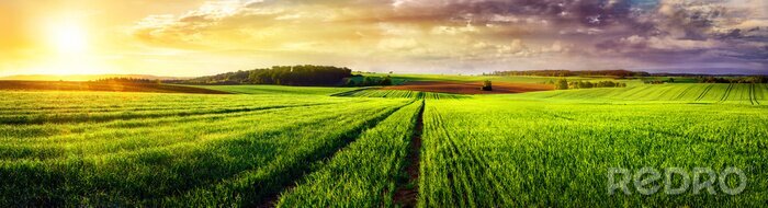 Bild Grünes Feldpanorama bei Sonnenuntergang