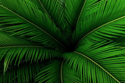 Grünes tropisches Blatt