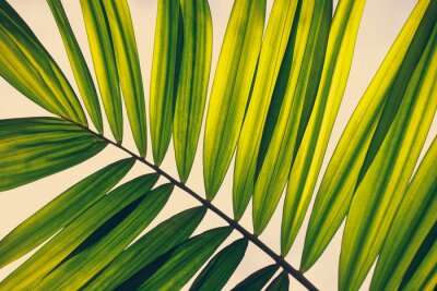 Bild Grünes tropisches Palmenblatt Nahaufnahme