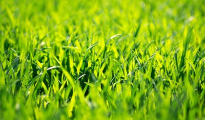 Bild Grüngelbes Gras