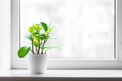 Bild Grünpflanze am Fenster