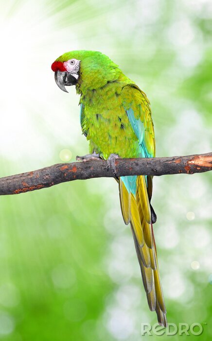 Bild Grünsittich auf hellem Hintergrund
