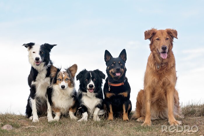 Bild Gruppe von Hunden