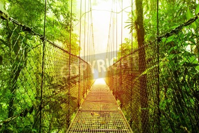 Bild Hängebrücke über dem Dschungel