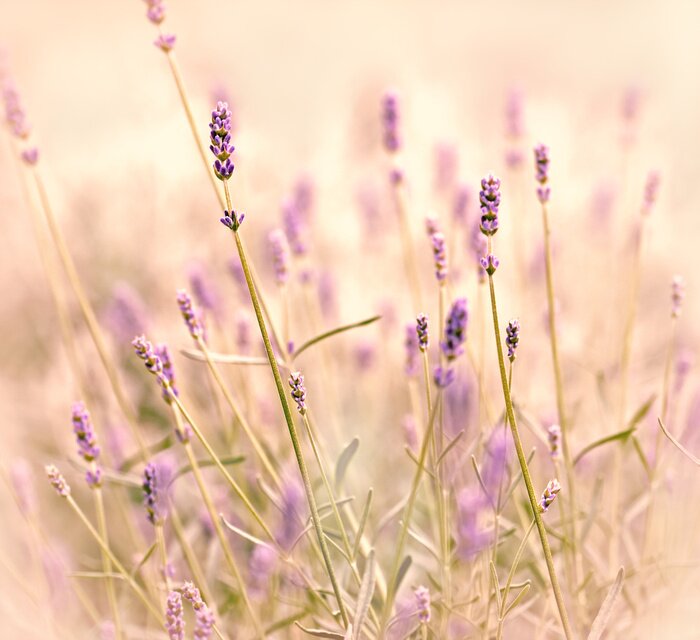Bild Halme von Lavendel