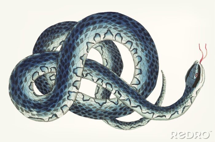 Bild Handgezeichnete Wampum Schlange