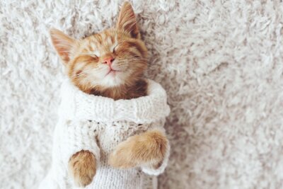 Bild Hauskatze im Pullover