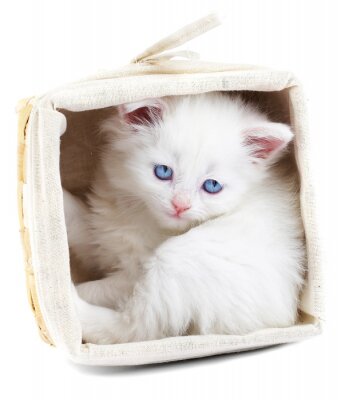 Haustier Kätzchen in einem Korb
