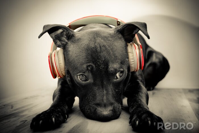 Bild Haustiere schwarzer Hund in roten Kopfhörern
