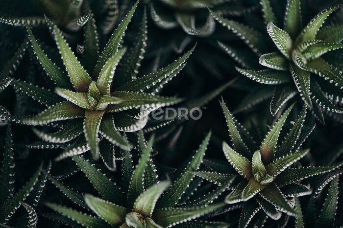 Bild Haworthia fasciata Kaktus im Topf
