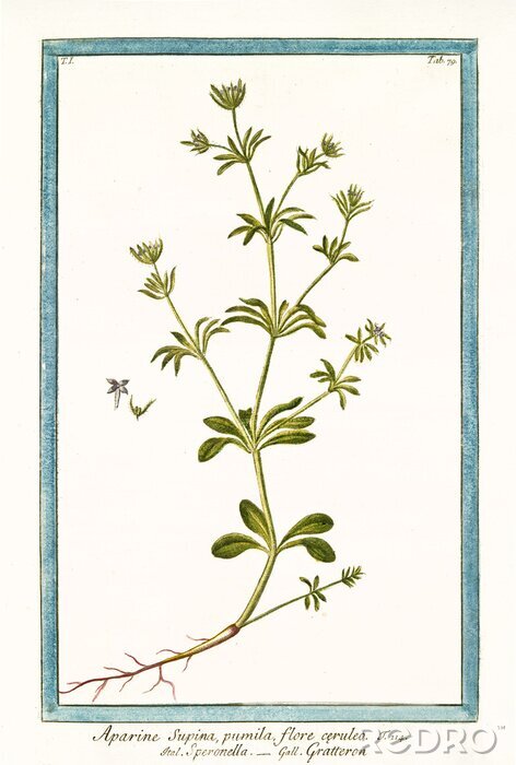 Bild Heidekraut mit seiner Wurzel