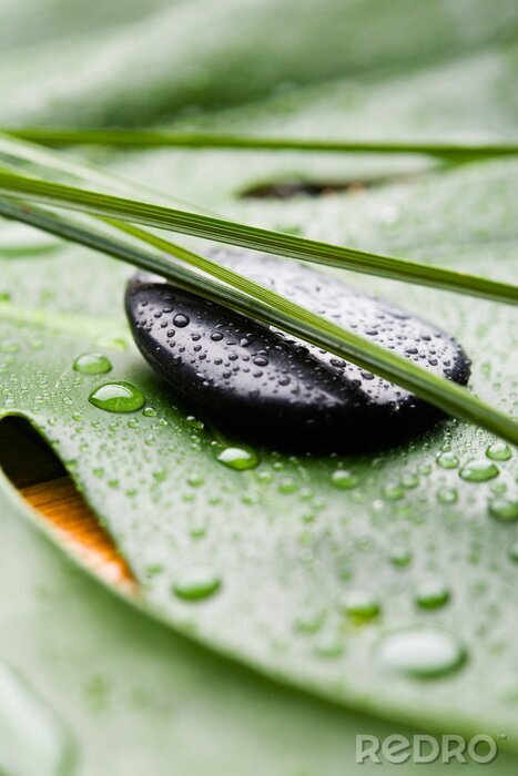 Bild Heilende Kraft der Natur