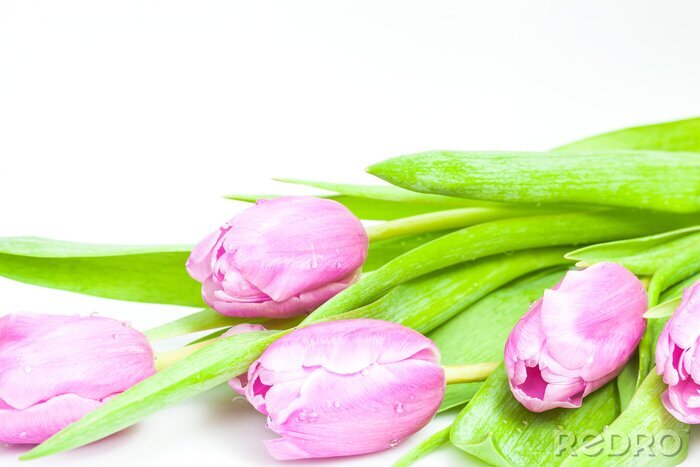 Bild Helle Fotografie mit Blumen