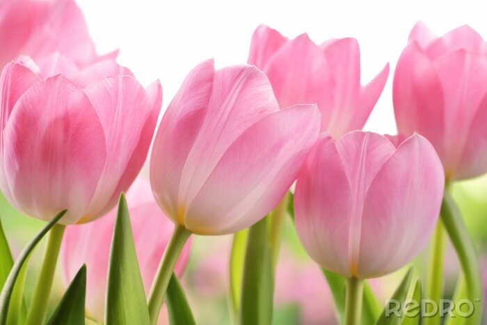 Bild Helle rosa Tulpen