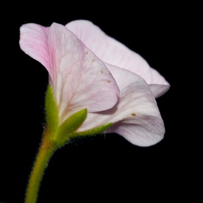 Hellrosa Blume auf dunklem Hintergrund