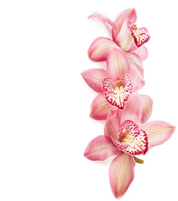 Bild Hellrosa Orchidee
