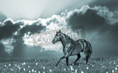 Bild Hengst im sonnenschein