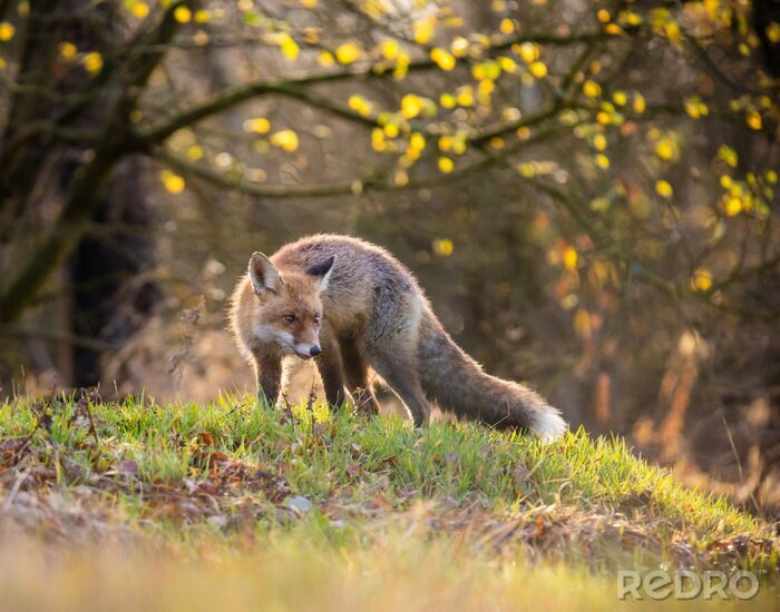 Bild Heranschleichender Fuchs im Wald