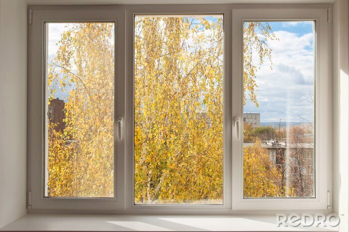 Bild Herbst-Birke vor dem Fenster