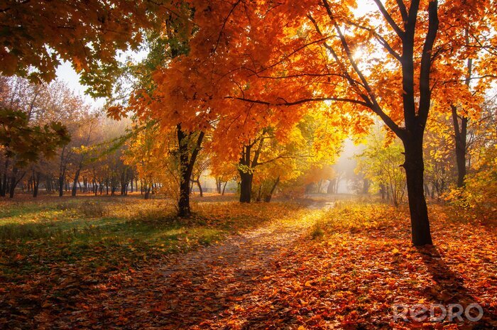 Bild Herbst im Park