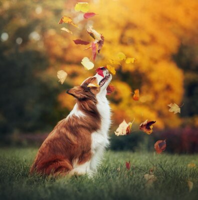 Bild Herbstblätter und Hund