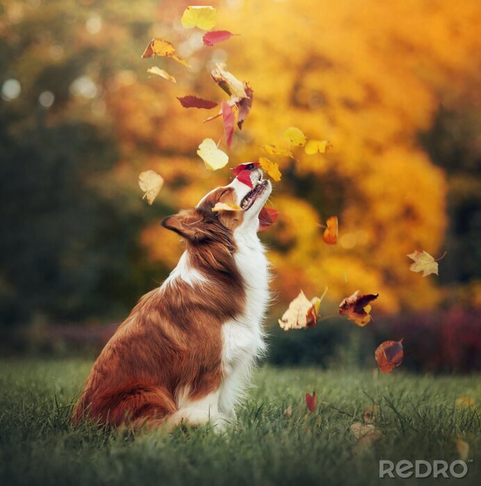 Bild Herbstblätter und Hund
