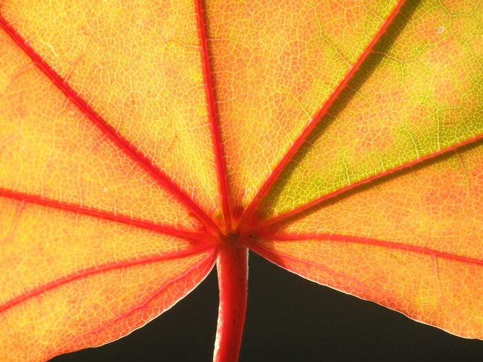 Bild Herbstblatt in der Sonne