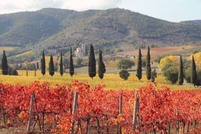 Bild Herbstfarben in der Toskana