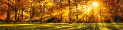 Bild Herbstlandschaft im Park