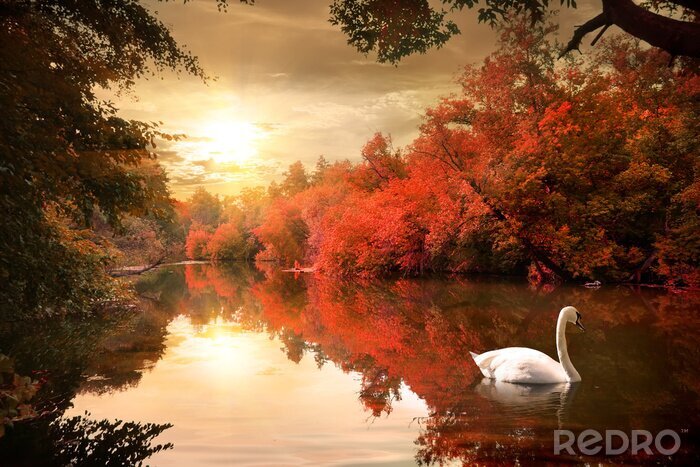 Bild Herbstlandschaft mit einem Schwan