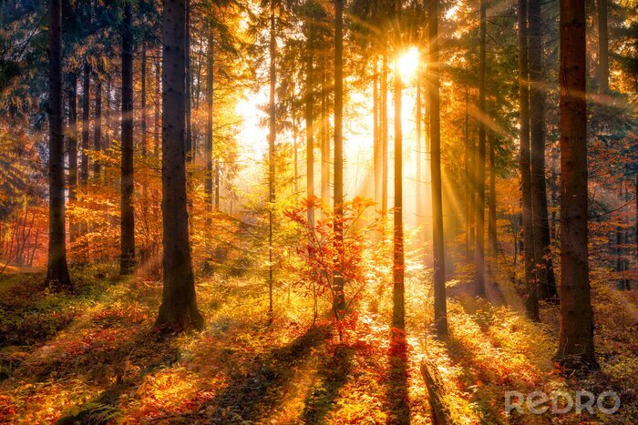 Bild Herbstlandschaft Sonnenaufgang im Wald natürliche Szenerie