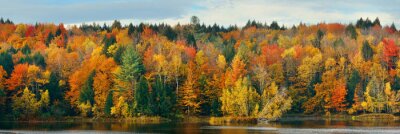 Bild Herbstlaub in verschiedenen Farben