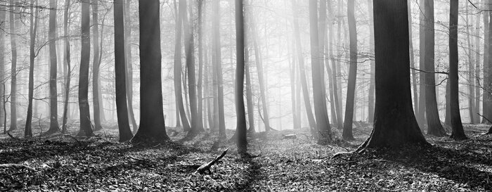 Bild Herbstlich-schwarz-weißer Wald