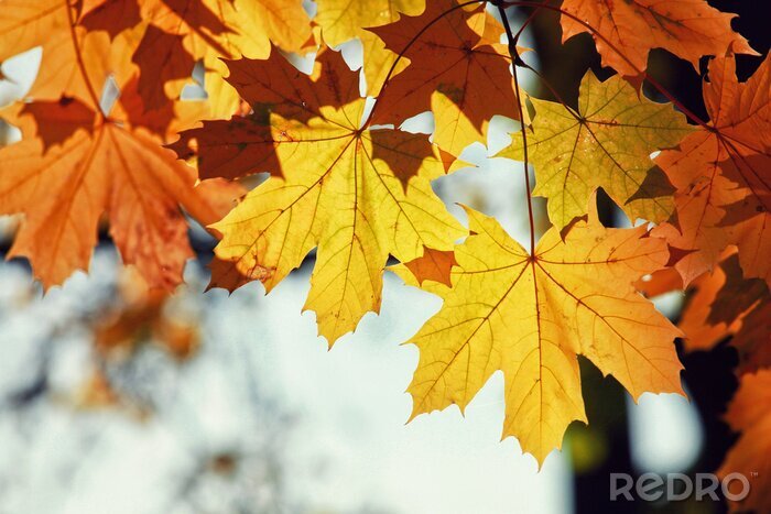 Bild Herbstliche Ahornblätter