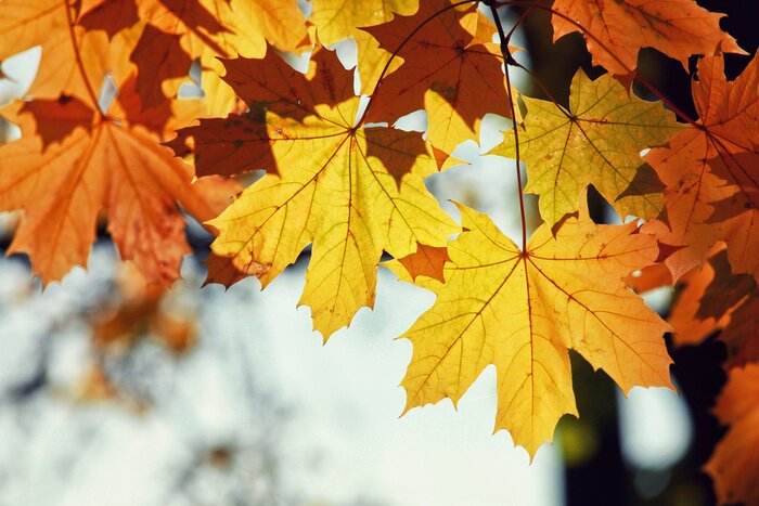 Bild Herbstliche Ahornblätter