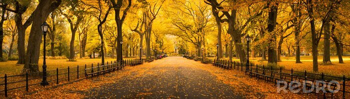 Bild Herbstliche Allee im Park