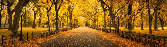 Bild Herbstliche Allee im Park