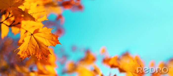 Bild Herbstliche Blätter auf dem Baum