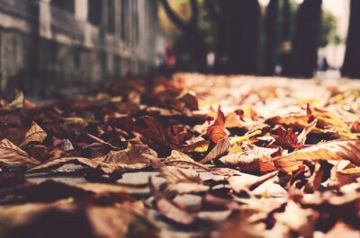 Bild Herbstliche Blätter auf dem Bürgersteig