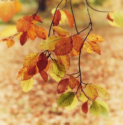 Bild Herbstliche Natur