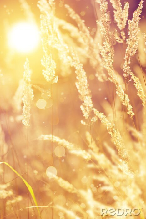 Bild Herbstliche Natur und Sonne