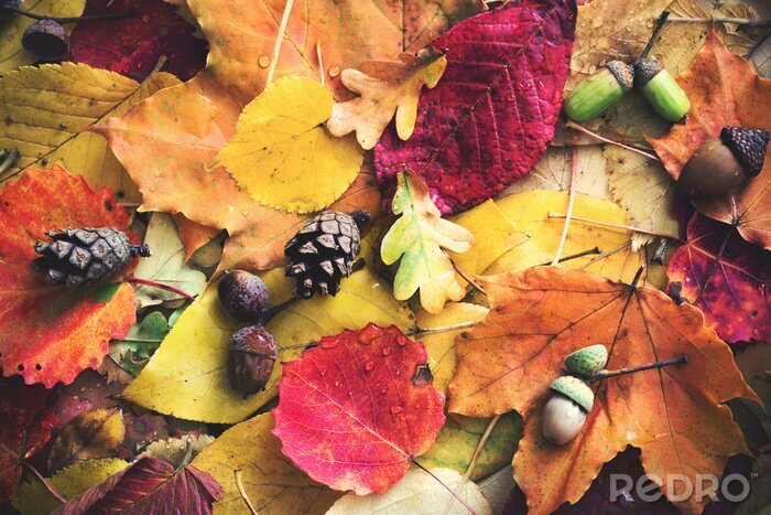 Bild Herbstliche Symbole