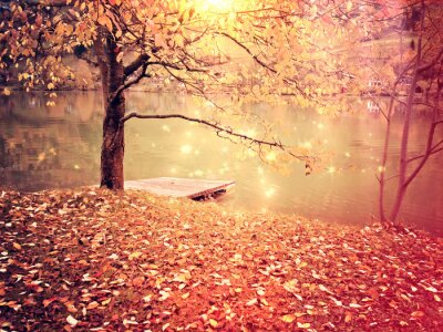 Bild Herbstlicher Baum am See