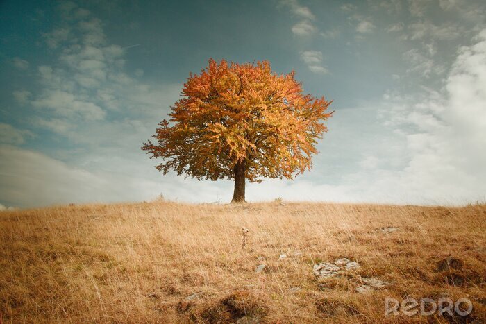 Bild Herbstlicher Baum inmitten der Landschaft