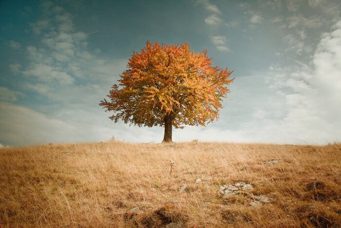 Bild Herbstlicher Baum inmitten der Landschaft